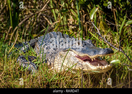 Nahaufnahme, Porträt einer amerikanischen Alligator Rast in der Sonne in einem Sumpf mit seinen Mund weit geöffnet und zeigt seinen mächtigen Kiefer und scharfe Zähne Stockfoto