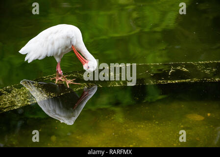 American White Ibis Reinigung Federn über die Reflexion Stockfoto