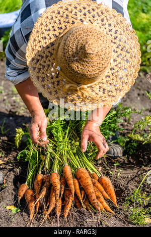 Ernte Landwirt Karotten aus den organischen Gemüsegarten, lokale Landwirtschaft Konzept Stockfoto