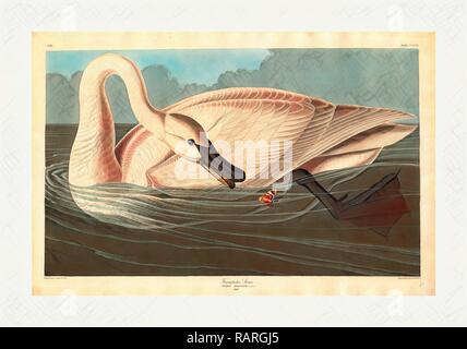 Robert Havell nach John James Audubon, Trumpeter Swan, amerikanischen, 1793 1878, 1838, handkolorierte Radierung und Aquatinta neuerfundene Stockfoto