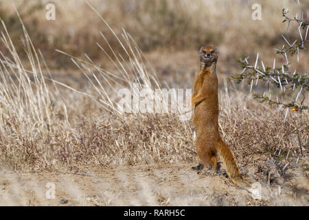 Yellow mongoose (Cynictis penicillata), aufrecht stehenden erwachsenen Burrow, Alert, Mountain Zebra National Park, Eastern Cape, Südafrika, Afrika Stockfoto