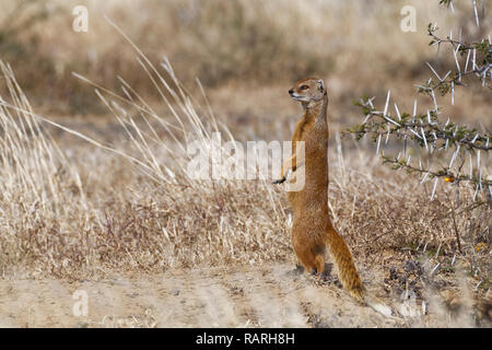 Yellow mongoose (Cynictis penicillata), aufrecht stehenden erwachsenen Burrow, Alert, Mountain Zebra National Park, Eastern Cape, Südafrika, Afrika Stockfoto