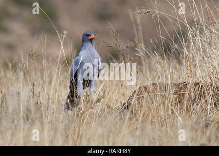 Blass chanting goshawk (Melierax canorus), Erwachsener, auf einem Stein, auf der Suche nach Beute, Mountain Zebra National Park, Eastern Cape, Südafrika, Afrika Stockfoto