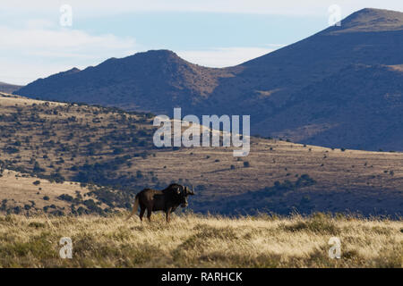 Gnus (Connochaetes gnou), erwachsene Männchen, im offenen Grasland, Futtersuche, Mountain Zebra National Park, Eastern Cape, Südafrika, Afrika Stockfoto