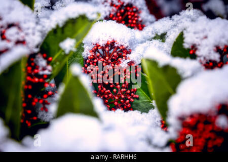 Rote Beeren im Schnee im Freien Stockfoto