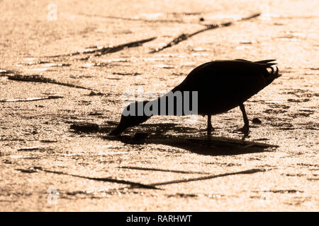 Silhouette der Stockente auf gefrorenem See Stockfoto