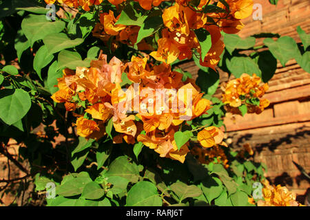 Gelbe bougainvillea Stockfoto