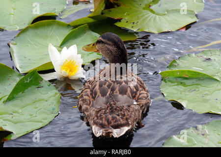 Ente in See Stockfoto