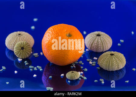 Zusammensetzung mit einer Mandarine, mehrere Seeigelschale und kleine Steine auf einem blauen endlose Hintergrund Stockfoto