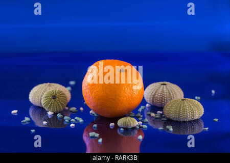Zusammensetzung mit einer Mandarine, mehrere Seeigelschale und kleine Steine auf einem blauen endlose Hintergrund Stockfoto