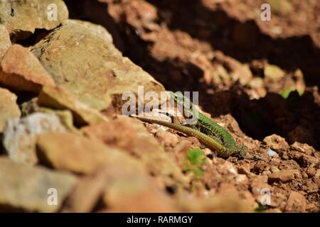 Grüne Männchen maltesischen Wand Eidechse Podarcis filfolensis maltensis, endemische reptila durch die Maltesischen Inseln, guarding Nest in Steinen und rote Erde Paarungszeit Stockfoto