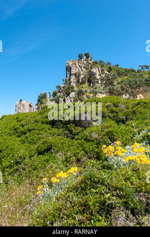 Landschaft am Cap Taillat, Ramatuelle, Var, Provence-Alpes-Cote d'Azur, Frankreich, Europa Stockfoto