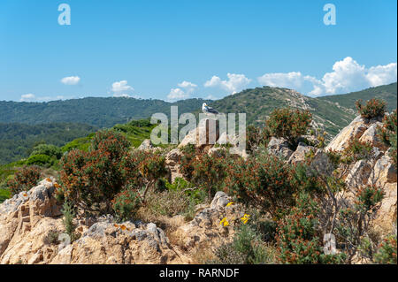 Landschaft am Cap Taillat, Ramatuelle, Var, Provence-Alpes-Cote d'Azur, Frankreich, Europa Stockfoto