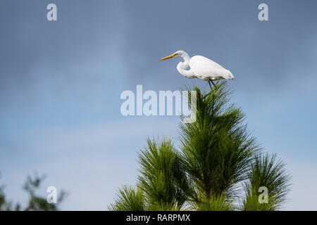 Ein Silberreiher klammern sich als ein plötzlicher Sturm Rollen in der Nähe des East Pine Island Loop Trail in Shingle Creek Regional Park, Kissimmee, Florida. Stockfoto
