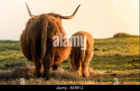 Highland Kühe in einem Feld Stockfoto
