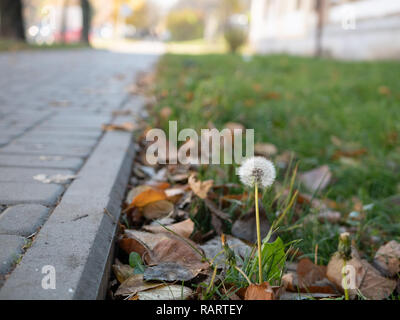 Letzten ständigen Löwenzahn im Herbst auf dem Rasen in der Nähe von Fußgängerzone Pflaster unter fallenden Blätter Stockfoto