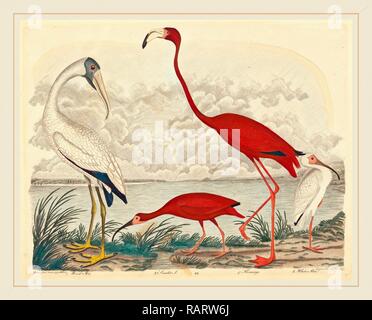 John G. Warnicke nach Alexander Wilson, Holz Ibis, Scarlet Ibis, Flamingo, und weiße Ibis, Amerikanische, gestorben 1818 Neuerfundene Stockfoto