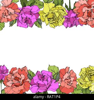 Vektor Rose florale. Florale botanischen Blüte mit grünen Blättern. Lila, Gelb und Korallen eingraviert Tinte Kunst auf weißem Hintergrund. Stock Vektor