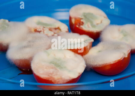 Tomaten mit Schimmel bedeckt Stockfoto