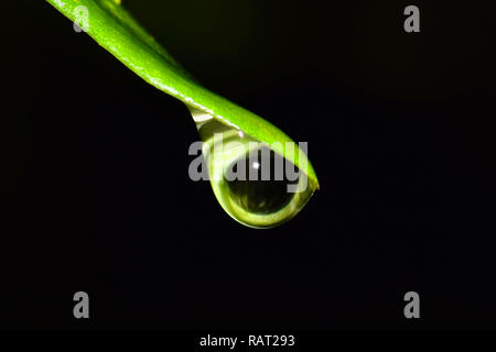 Eine einzelne Regentropfen, die an der Spitze eines Baumes Blatt ähnelt, eine Entlassung während der dunklen Nacht in Houston, TX. Von der Seite gesehen. Stockfoto