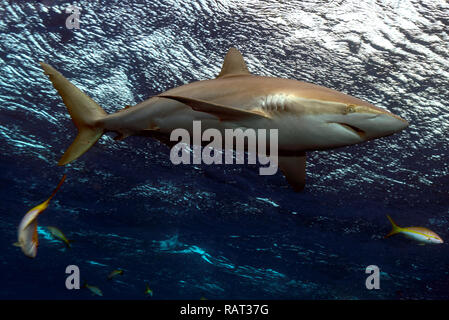 Seidig Shark (Carcharhinus falciformis), Caballones Jardines de la Reina, Kuba Stockfoto