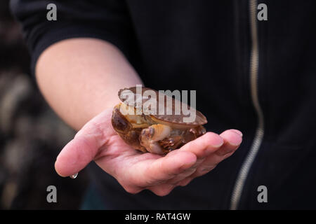 Kleine Taschenkrebse in einem Jungen nassen Hand nach in ein KORNISCHES rock Pool gefangen gehalten. Stockfoto