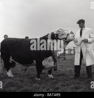 1965, eine preisgekrönte Stier, mit männlichen Handler im weißen Mantel und Kappe, bei einem landwirtschaftlichen zeigen, England, Großbritannien Stockfoto