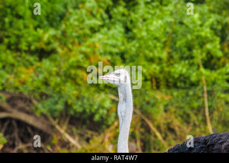 Portrait von gemeinsamen Strauß (Struthio camelus), Arten von großen flugunfähigen Vogel in Afrika auf einem grünen Hintergrund Stockfoto