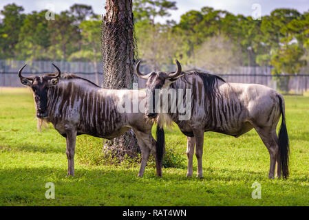 Packung mit Gnus (connochaetes Taurinus) in einer Ebene Stockfoto