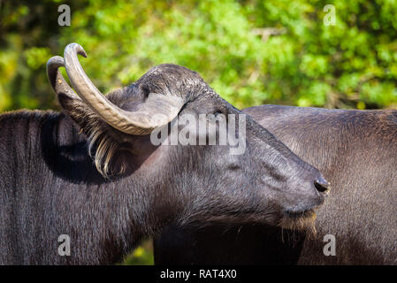 Nahaufnahme, Porträt eines asiatischen Wasserbüffel (Bubalus arnee) Stockfoto