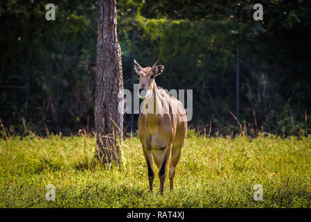 Nahaufnahme eines Nilgai (Boselaphus tragocamelus), der größten der Asiatische Antilopen, beheimatet in Indien Stockfoto