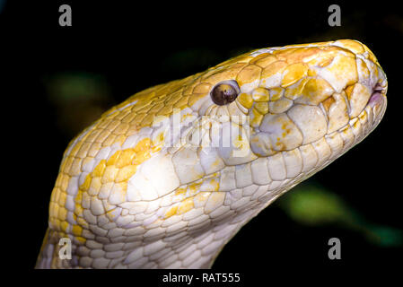 Extreme Nahaufnahme einer Pythonschlange Kopf mit detaillierten gelbe und weiße Haut Muster Stockfoto