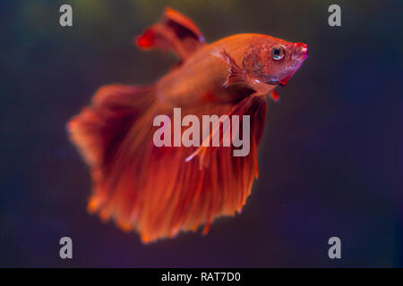 Rote Betta fish Halfmoon Betta schöne Fische in Thailand in schwarzer Hintergrund Stockfoto