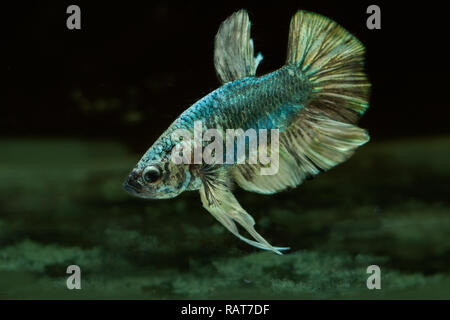 Betta fish Halfmoon Betta schöne Fische in Thailand in schwarzer Hintergrund Stockfoto