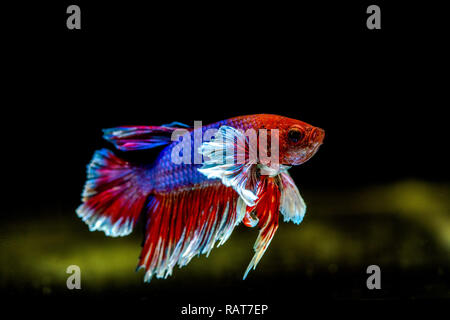 Siamese fighting Fisch hat Thai Farbe der Flagge Stockfoto