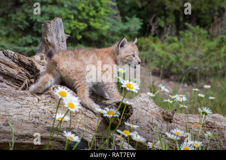 Sibirische Lynx Kitten thront auf einem Anmelden und von Gänseblümchen Umgeben Stockfoto