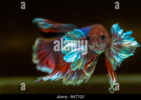 Siamese fighting Fisch hat Thai Farbe der Flagge Stockfoto