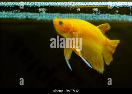 Yeoolow Betta fish Halfmoon Betta schöne Fische in Thailand in schwarzer Hintergrund Stockfoto