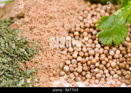 In der Nähe von frischem Koriander Blätter und Stapel von getrockneten Koriander, ganz Koriander und Koriander Pulver. Stockfoto