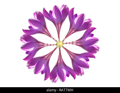 Rosafarbene Krokusblüten bildeten sich zu einem Mandala Stockfoto
