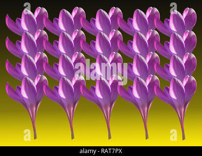 Rosafarbene Krokusblüten bilden sich zu einer Schicht Stockfoto