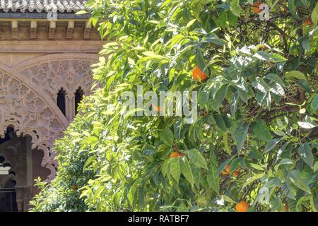 Eine orange Baum mit Früchten an den Ästen ans grüne Blätter an einem sonnigen Sommertag in Zaragoza, Spanien Stockfoto