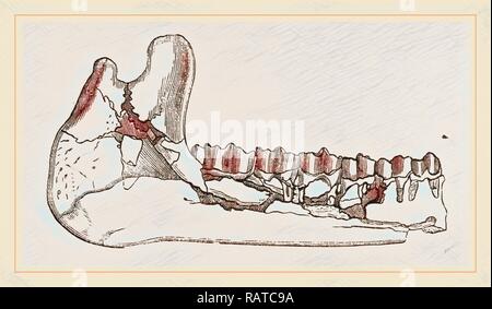 Externe Ansicht eines Teils der Unterkiefer des Paleotherium magnum. Neuerfundene durch Gibon. Klassische Kunst mit einem modernen Touch neuerfundene Stockfoto