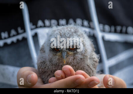 Eine junge Flauschige kleine Eule in den Händen der der Handler. Stockfoto