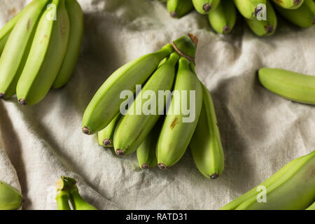 Raw Organic unreife grüne Baby Bananen in einem Bündel Stockfoto