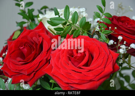 Rote Rosen, weiße Rosen, Rosenstrauß, Hintergrund Stockfoto