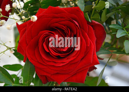 Rote Rosen, weiße Rosen, Rosenstrauß, Hintergrund Stockfoto