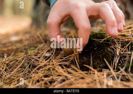 Detail von Hand herauf ein xerocomus Pilzzucht im Boden mit Moos und Nadeln Stockfoto