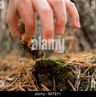 Detail von Hand herauf ein xerocomus Pilzzucht im Boden mit Moos und Nadeln Stockfoto