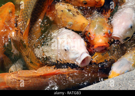 Eine Makroaufnahme eines Schärmen Masse von Koi Fisch warten zu füttern. Stockfoto